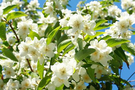 Geurnoot Jasmijn of Jasmin